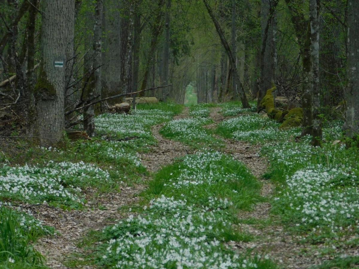 Wejmutka, Bialowieza Leilighet Eksteriør bilde